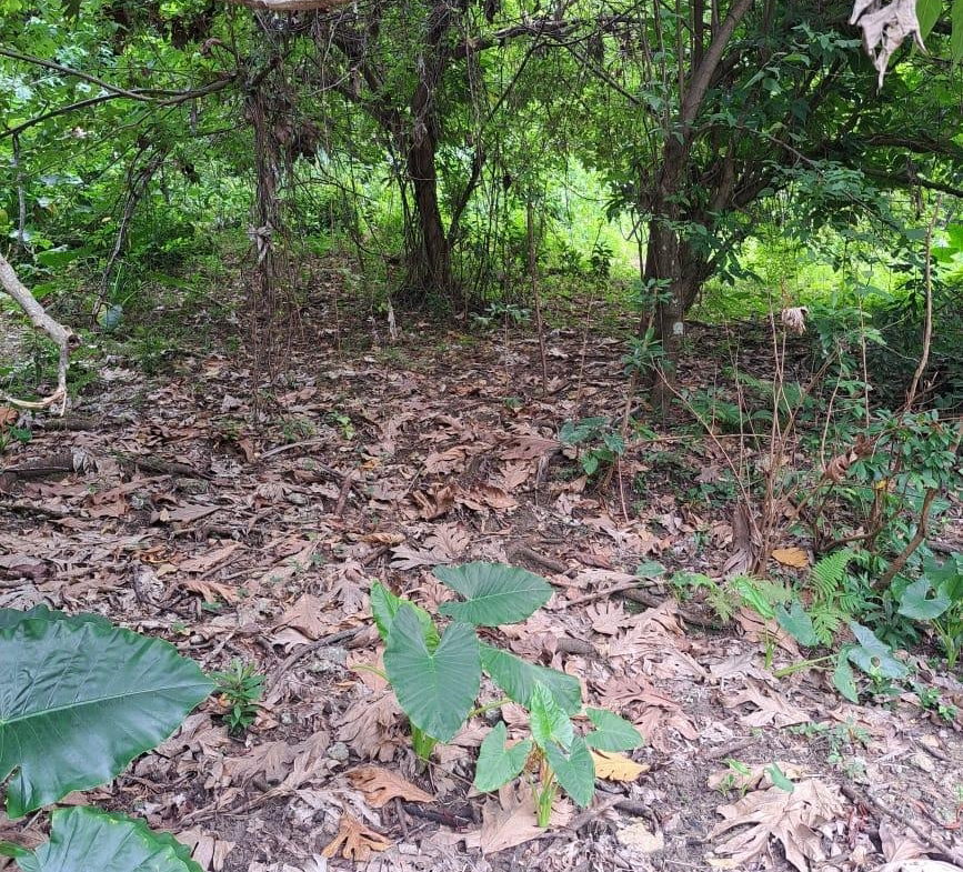 Fourth image of Lot 85 Grange Hill in Grange Hill, Portland, Jamaica - property is For Sale