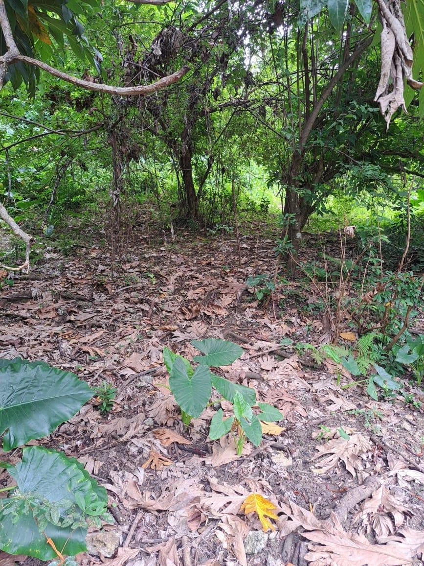 Fourth image of Lot 85 Grange Hill in Grange Hill, Portland, Jamaica - property is For Sale