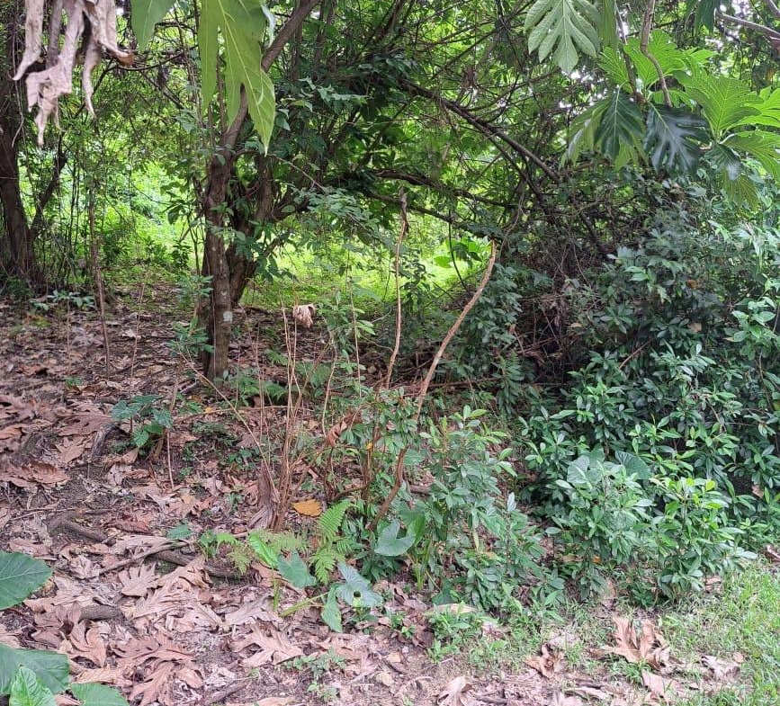 Fifth image of Lot 85 Grange Hill in Grange Hill, Portland, Jamaica - property is For Sale