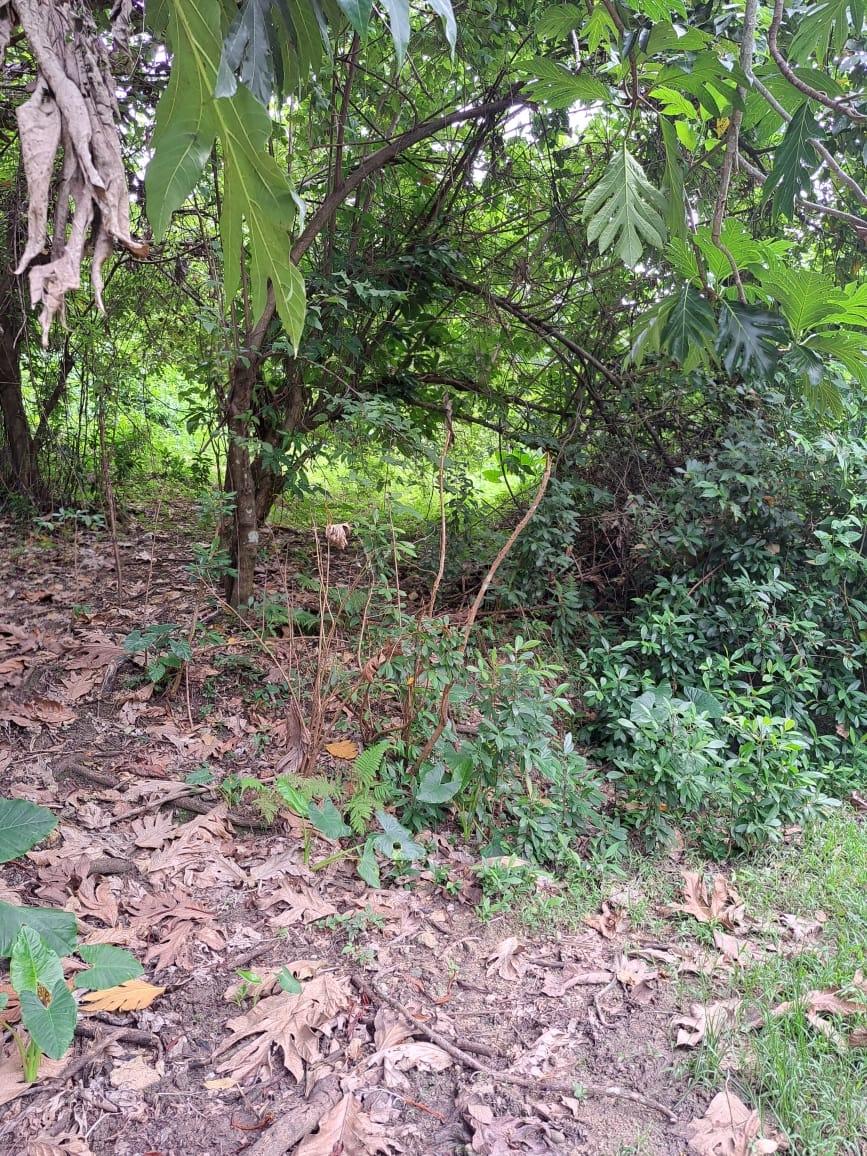 Fifth image of Lot 85 Grange Hill in Grange Hill, Portland, Jamaica - property is For Sale