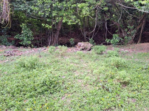 First image of Lot 85 Grange Hill in Grange Hill, Portland, Jamaica - property is For Sale