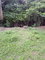 First image of Lot 85 Grange Hill in Grange Hill, Portland, Jamaica - property is For Sale