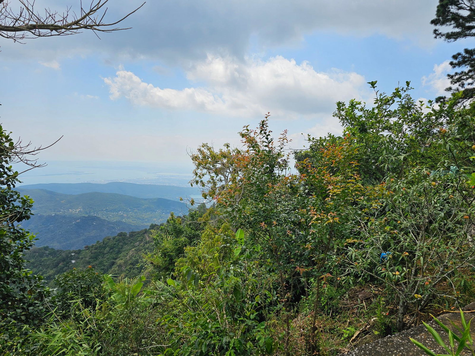Nineteenth image of Honey Hill Flamstead in Flamstead, St. Andrew, Jamaica - property is For Sale
