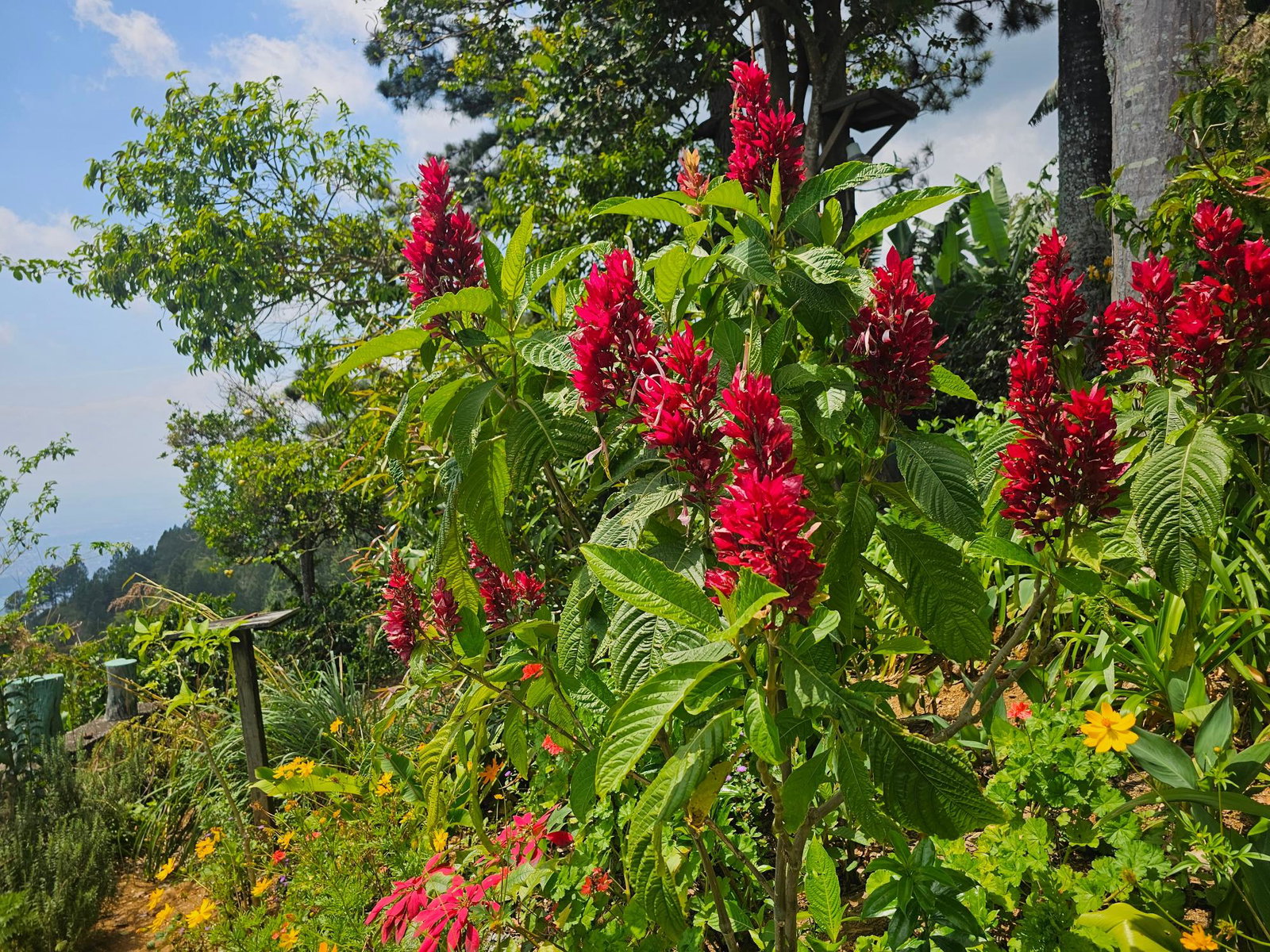 Twentieth image of Honey Hill Flamstead in Flamstead, St. Andrew, Jamaica - property is For Sale