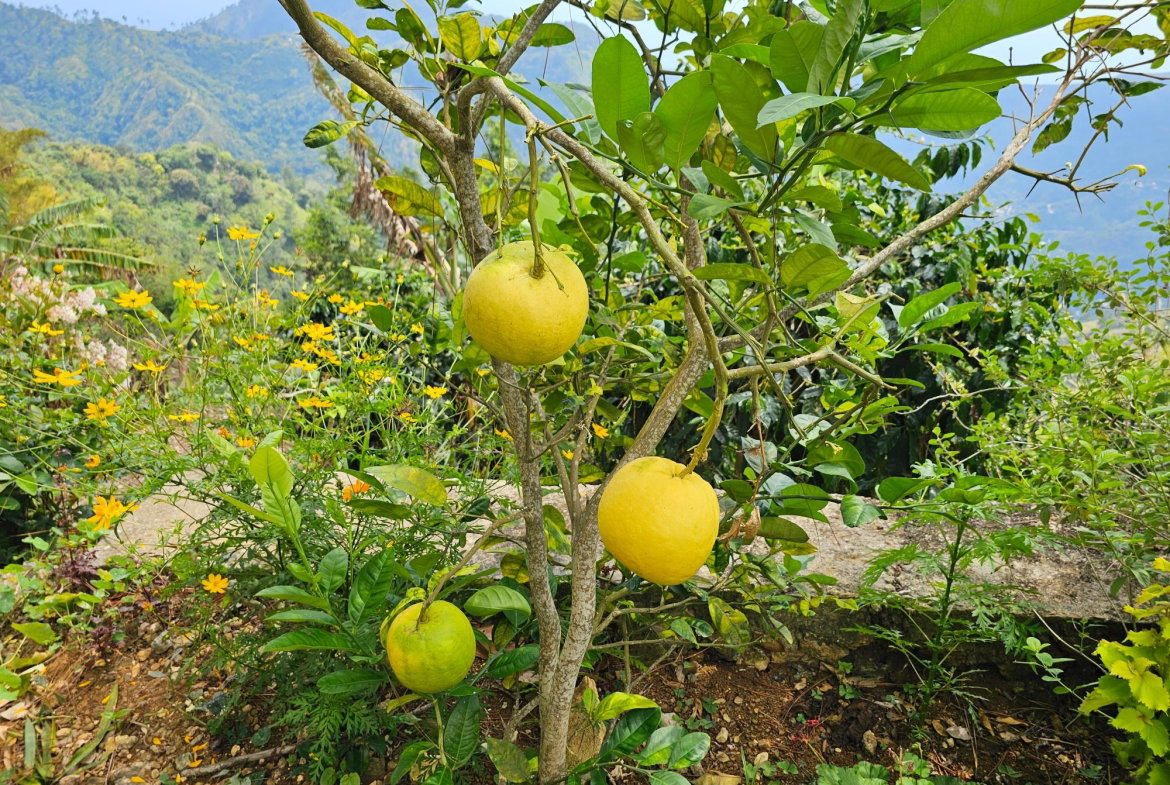 Twenty-First image of Honey Hill Flamstead in Flamstead, St. Andrew, Jamaica - property is For Sale