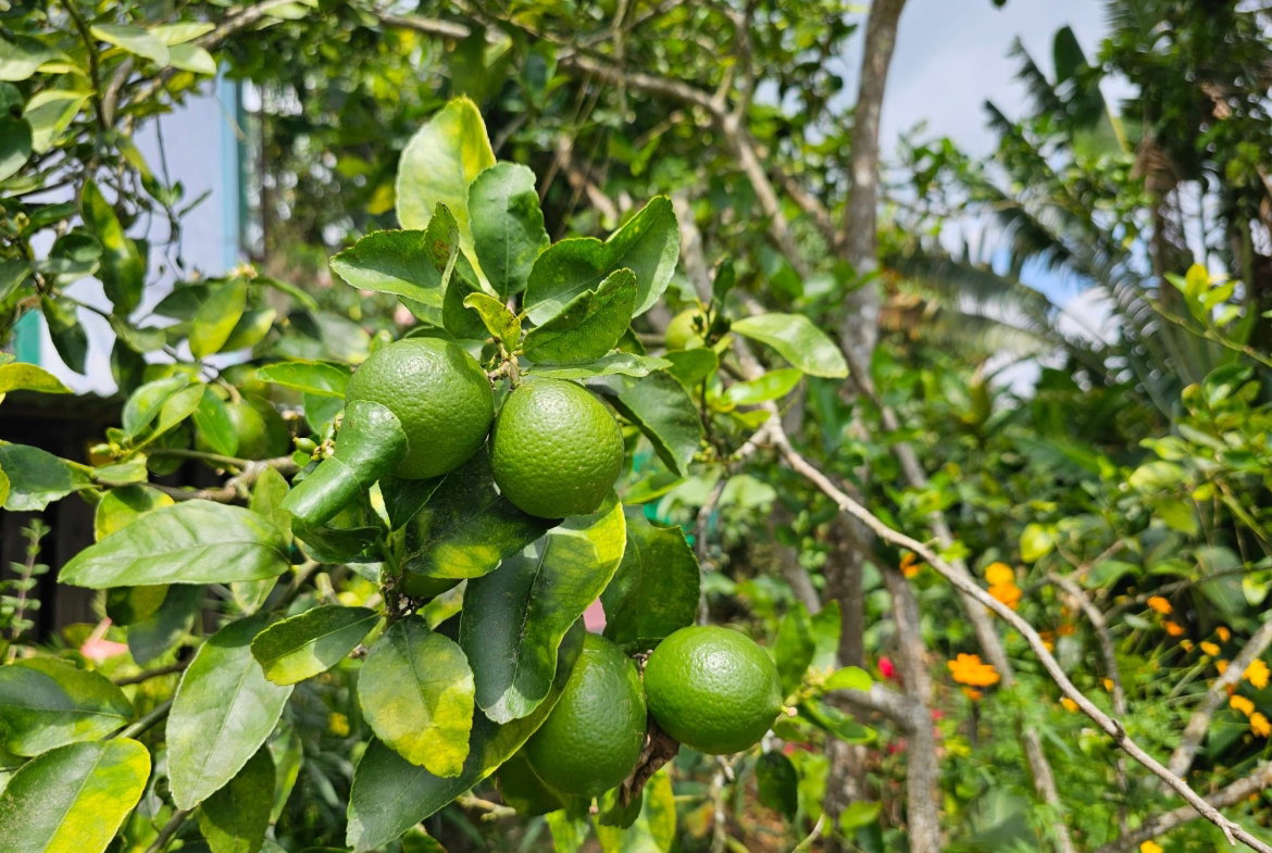 Twenty-Second image of Honey Hill Flamstead in Flamstead, St. Andrew, Jamaica - property is For Sale