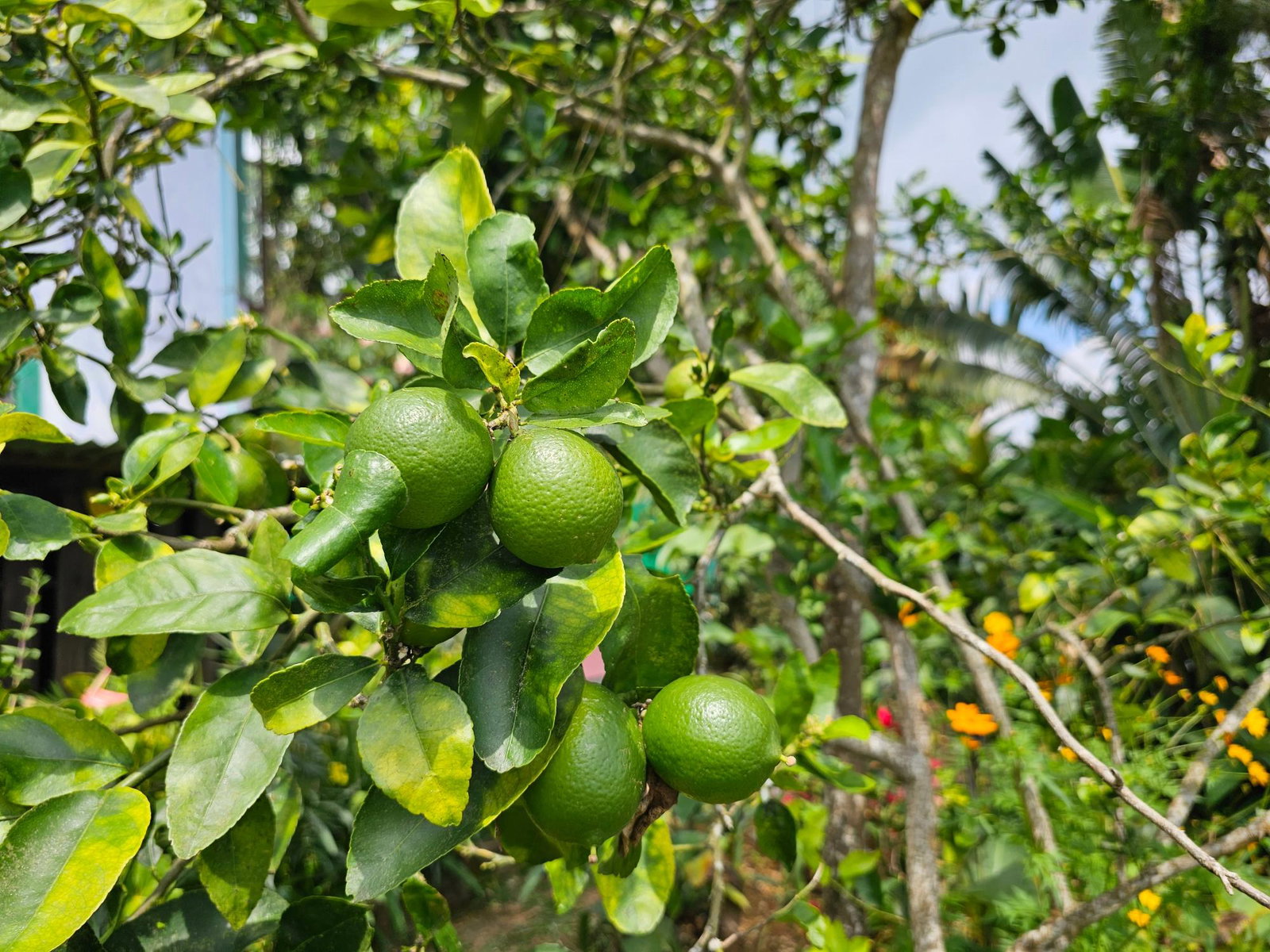 Twenty-Second image of Honey Hill Flamstead in Flamstead, St. Andrew, Jamaica - property is For Sale