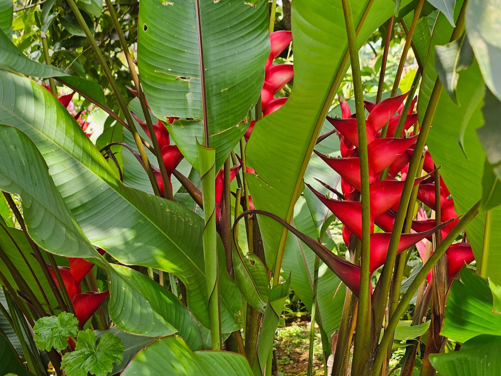 Twenty-Fifth image of Honey Hill Flamstead in Flamstead, St. Andrew, Jamaica - property is For Sale