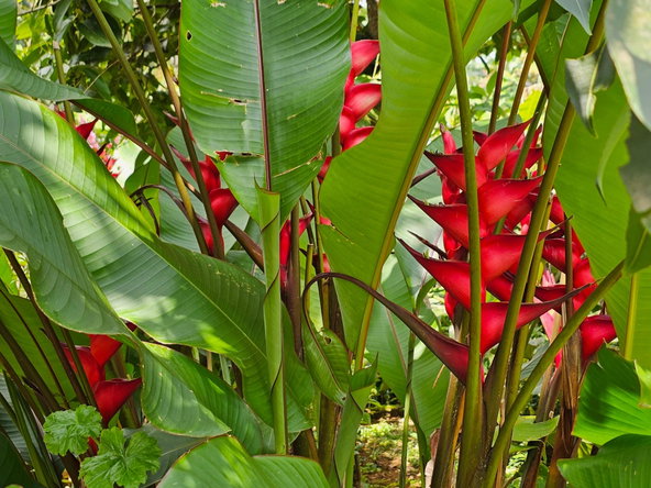 Twenty-Fifth image of Honey Hill Flamstead in Flamstead, St. Andrew, Jamaica - property is For Sale