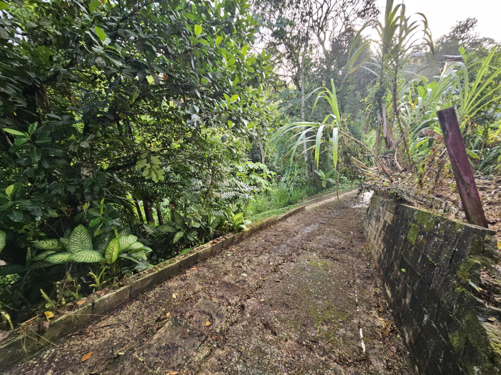 Investment-Opportunity-3-Houses-on-1-Acre-in-Lawrence-Tavern-Jamaica Twenty-Sixth image of Rose Hall District, Lawre in Lawrence Tavern, St. Andrew, Jamaica - property is For Sale