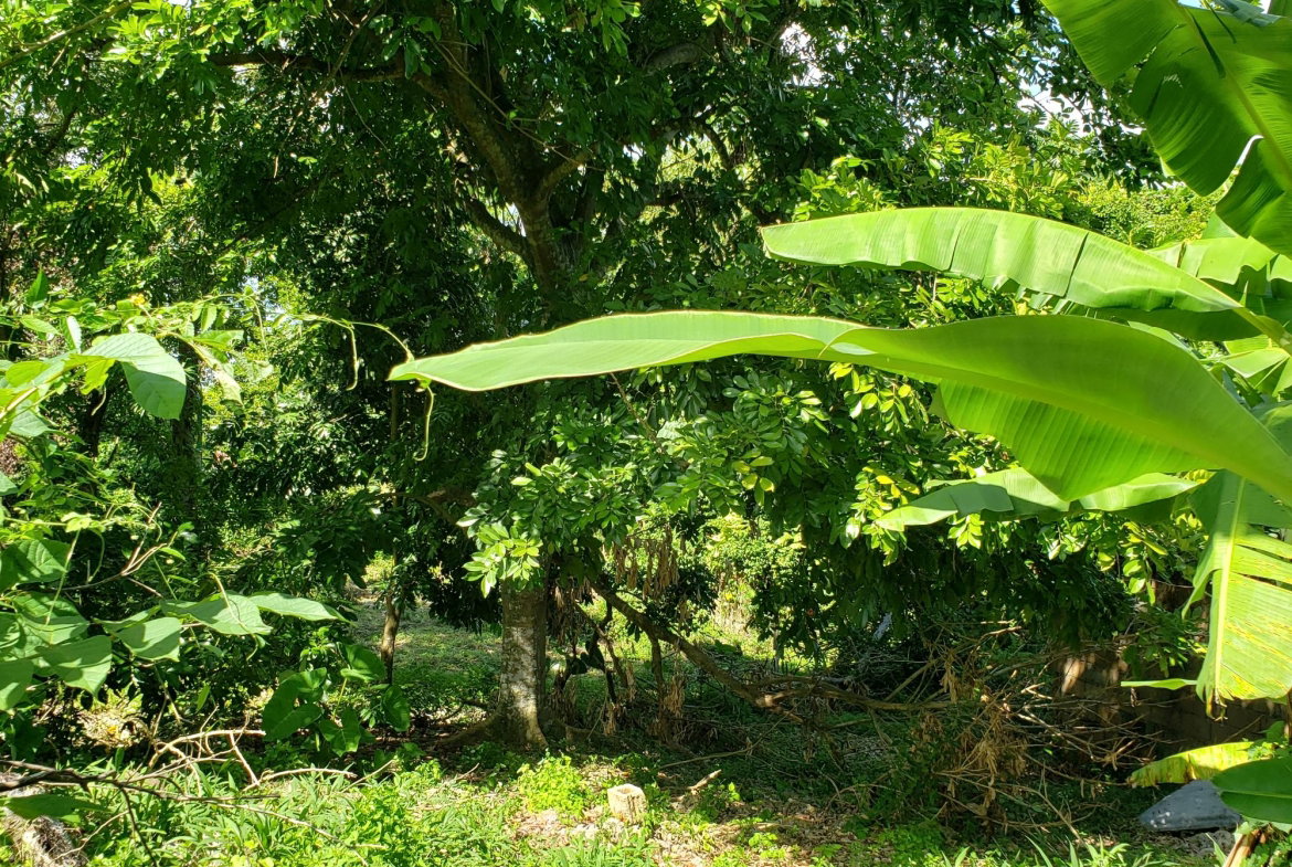 Twelfth image of Bonham Spring in Exchange, St. Ann, Jamaica - property is For Sale
