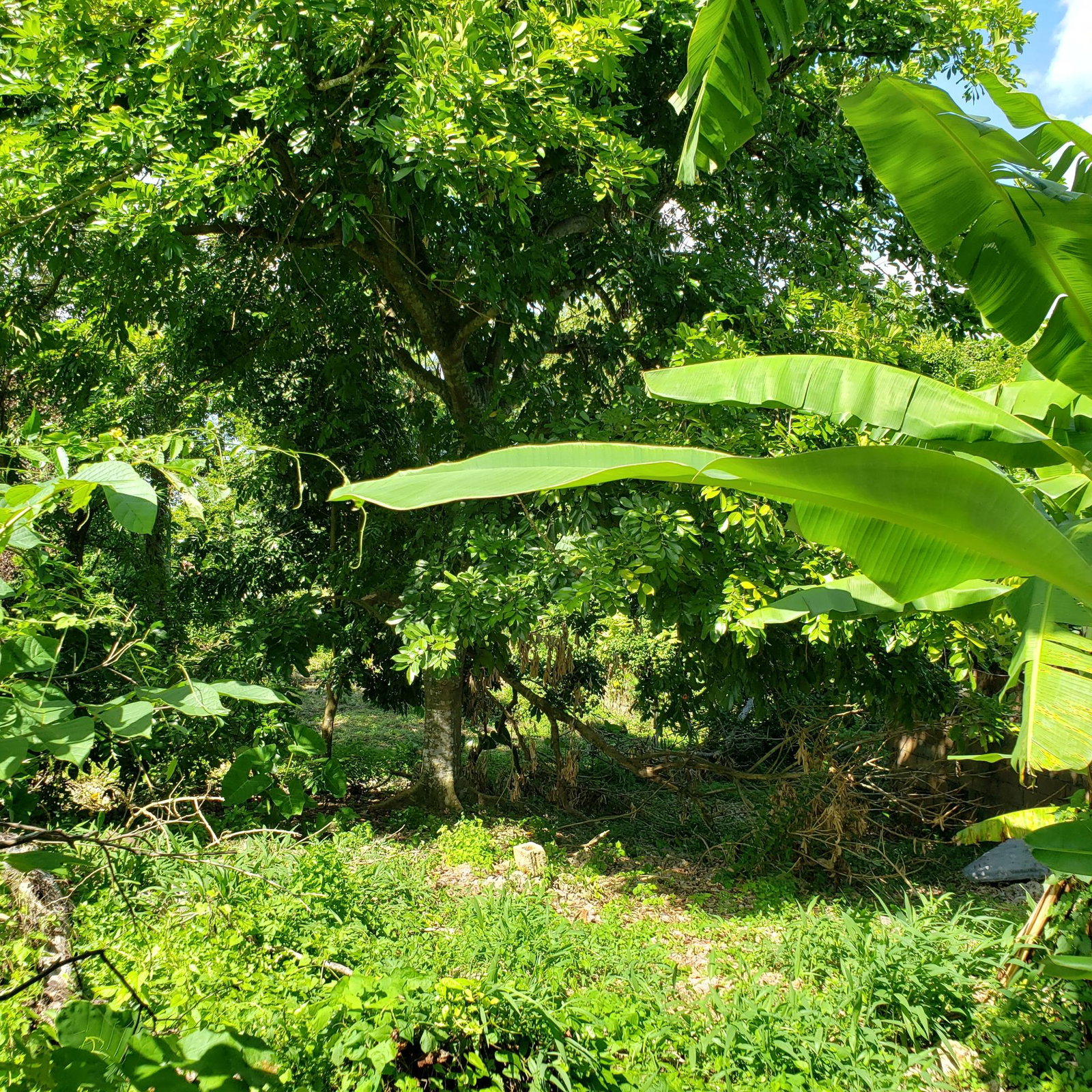 Large-Residential-Lot-for-Sale-in-Bonham-Spring-Jamaica Twelfth image of Bonham Spring in Exchange, St. Ann, Jamaica - property is For Sale