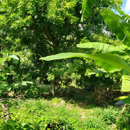 Twelfth image of Bonham Spring in Exchange, St. Ann, Jamaica - property is For Sale