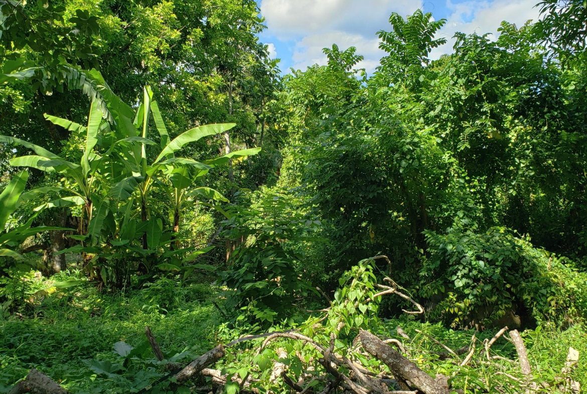 Eighth image of Bonham Spring in Exchange, St. Ann, Jamaica - property is For Sale