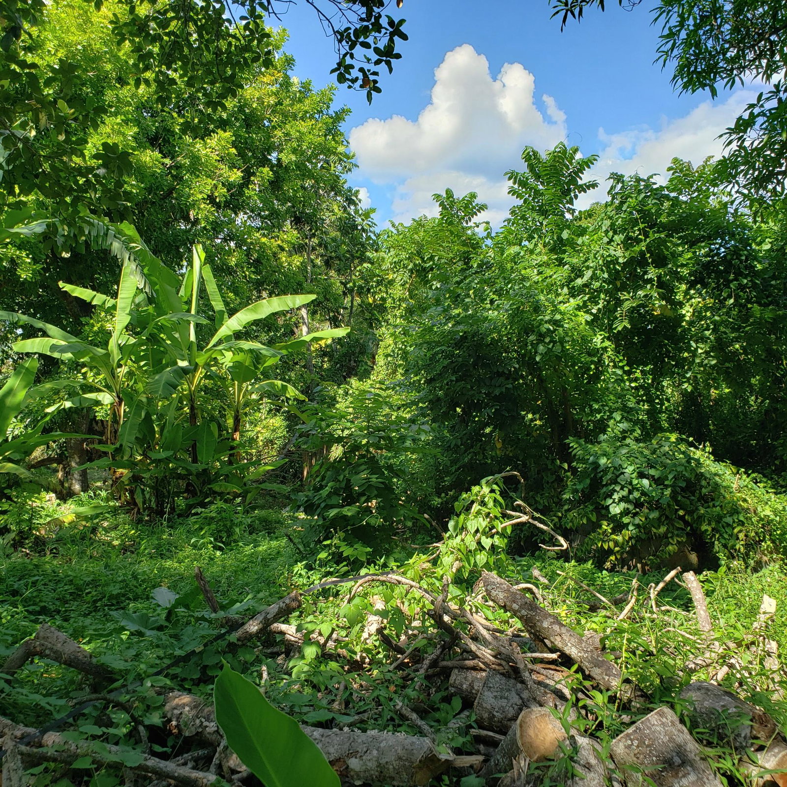 Large-Residential-Lot-for-Sale-in-Bonham-Spring-Jamaica Eighth image of Bonham Spring in Exchange, St. Ann, Jamaica - property is For Sale