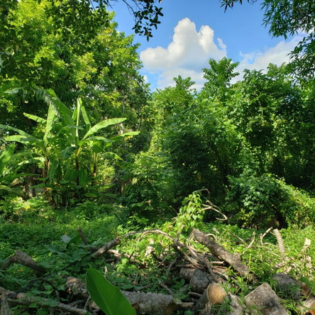Eighth image of Bonham Spring in Exchange, St. Ann, Jamaica - property is For Sale