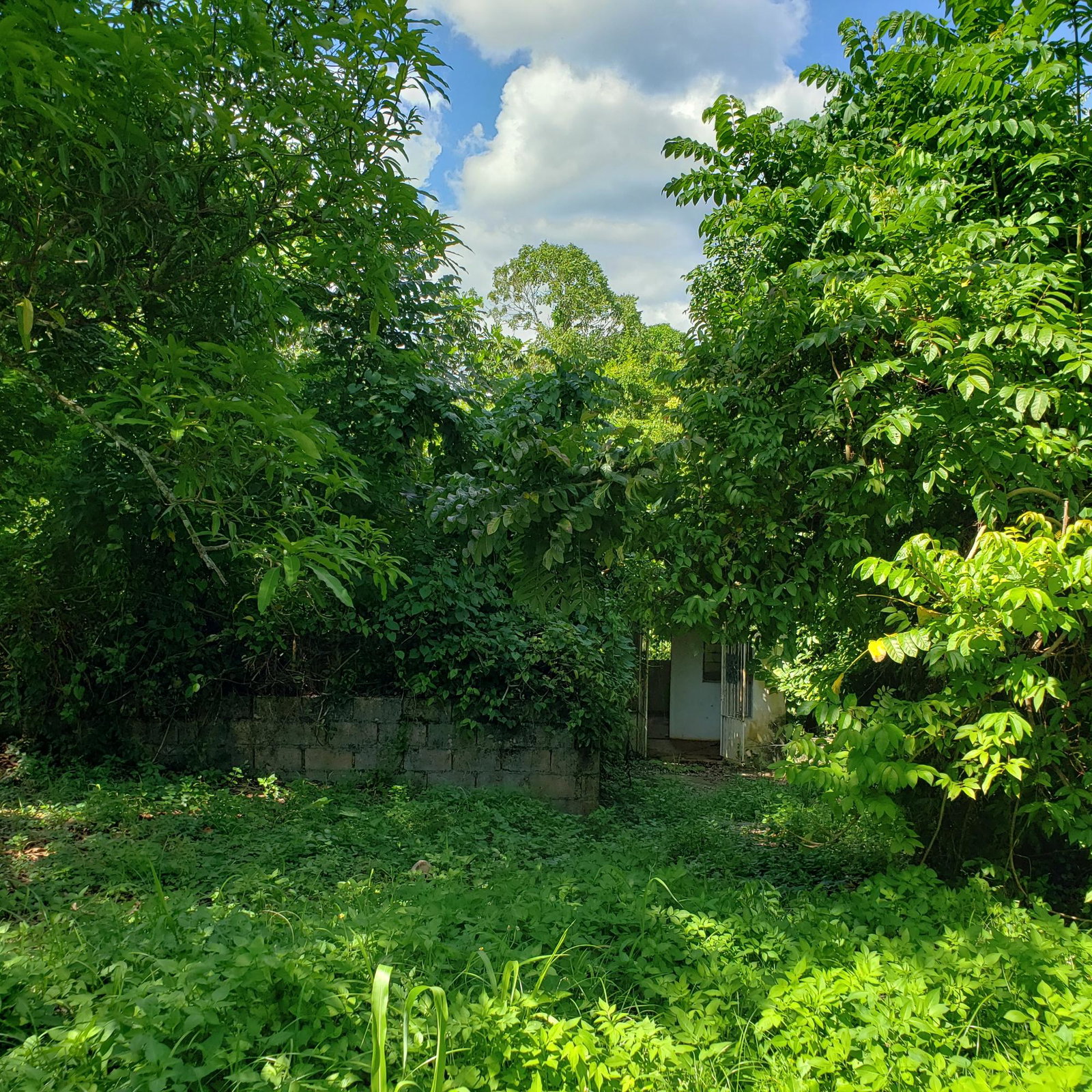 Large-Residential-Lot-for-Sale-in-Bonham-Spring-Jamaica Ninth image of Bonham Spring in Exchange, St. Ann, Jamaica - property is For Sale