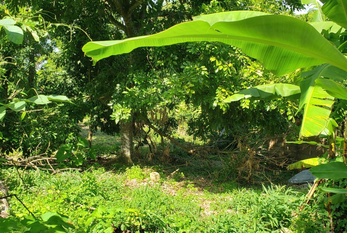 Tenth image of Bonham Spring in Exchange, St. Ann, Jamaica - property is For Sale