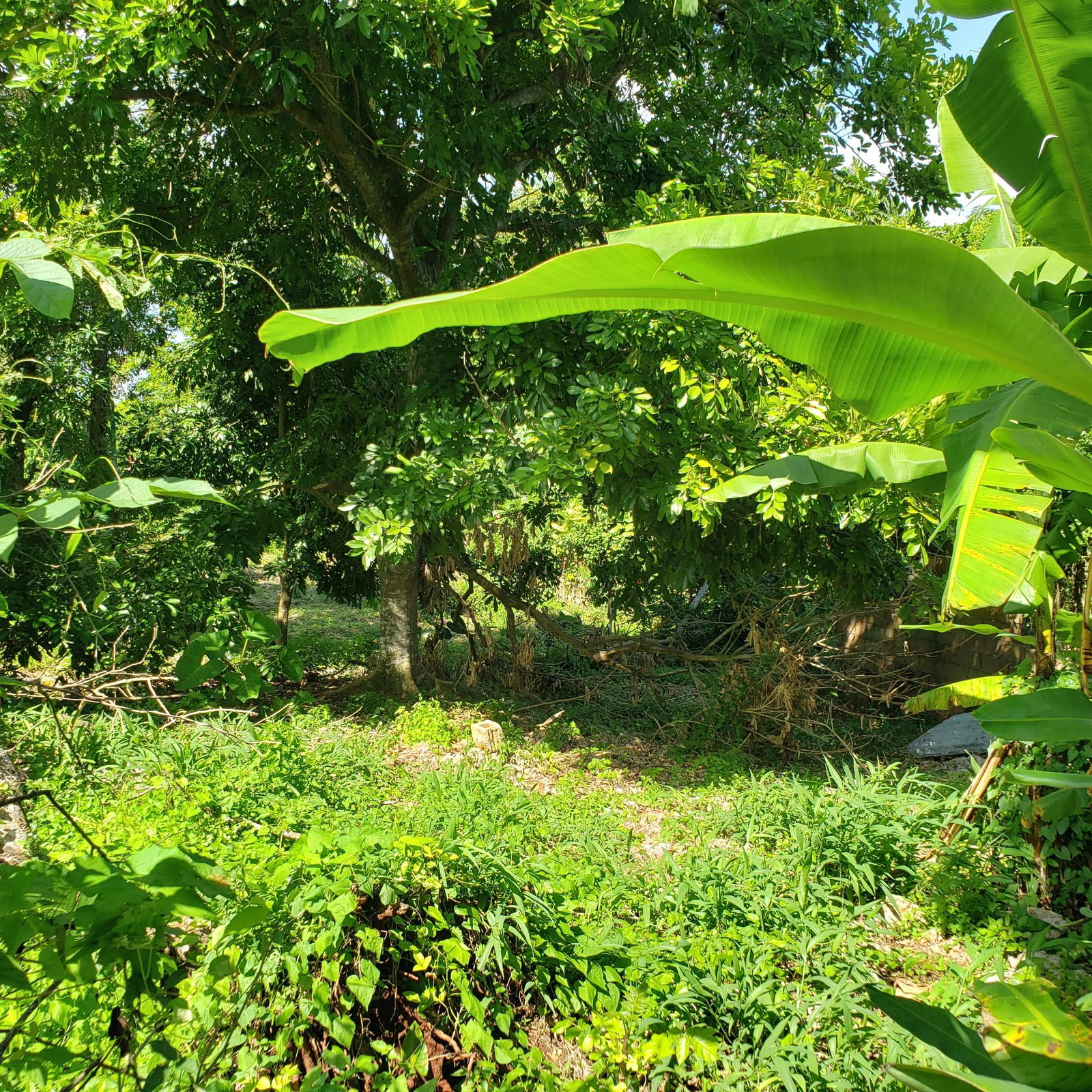 Large-Residential-Lot-for-Sale-in-Bonham-Spring-Jamaica Tenth image of Bonham Spring in Exchange, St. Ann, Jamaica - property is For Sale