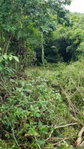 First image of 582 Orchard Gardens in Hopewell, Hanover, Jamaica - property is For Sale