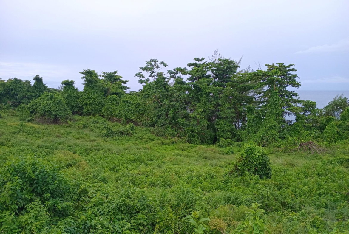 Eleventh image of Snow Hill- Passley Gardens in Passley Garden, Portland, Jamaica - property is For Sale