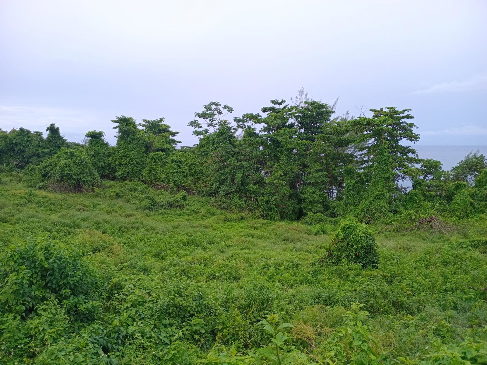 Eleventh image of Snow Hill- Passley Gardens in Passley Garden, Portland, Jamaica - property is For Sale