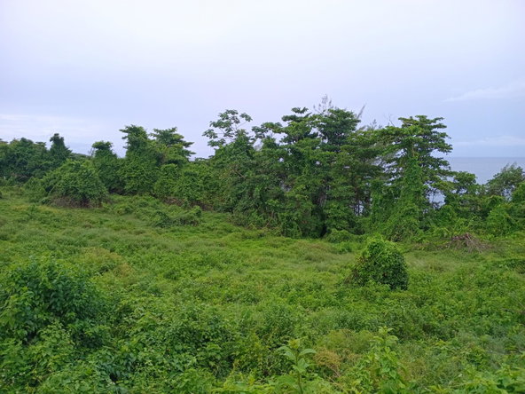 Eleventh image of Snow Hill- Passley Gardens in Passley Garden, Portland, Jamaica - property is For Sale