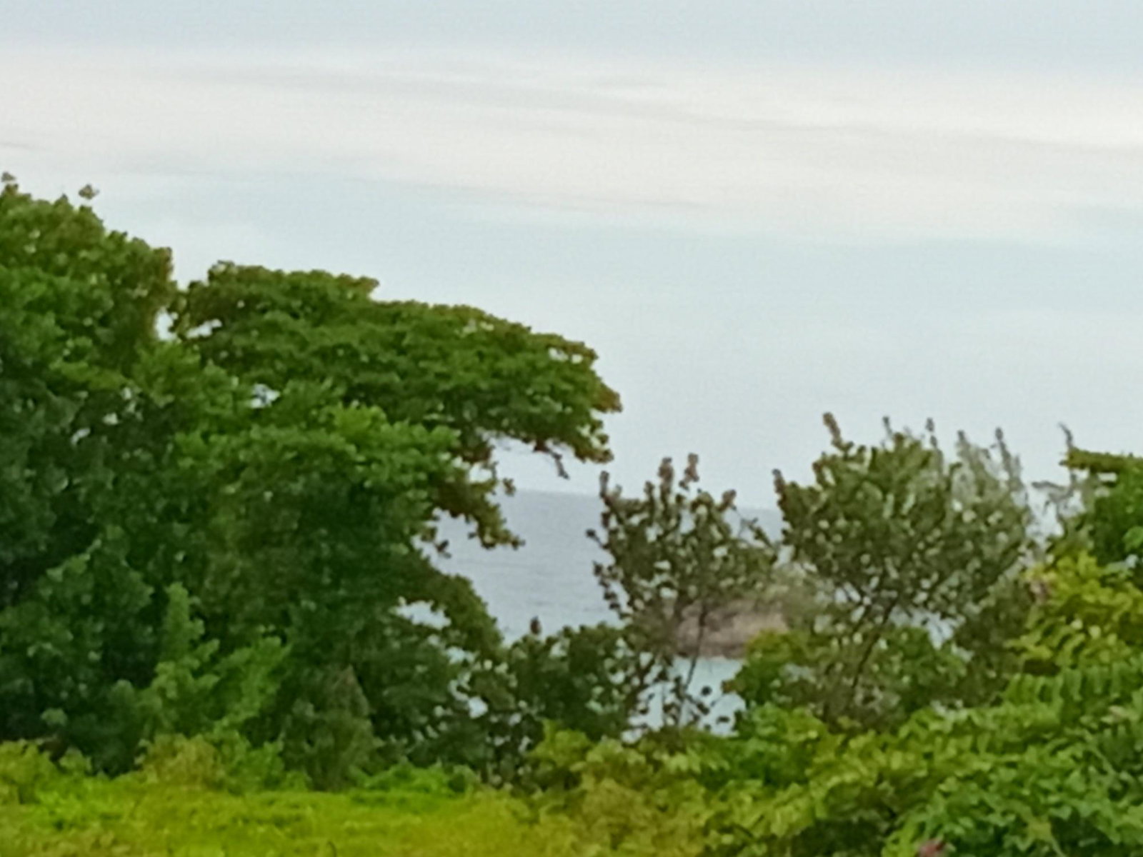 Twelfth image of Snow Hill- Passley Gardens in Passley Garden, Portland, Jamaica - property is For Sale