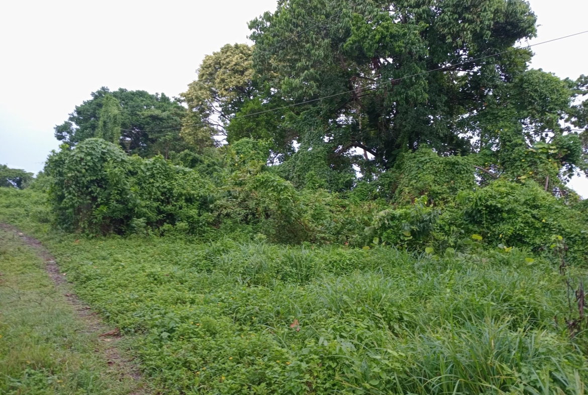 Twentieth image of Snow Hill- Passley Gardens in Passley Garden, Portland, Jamaica - property is For Sale