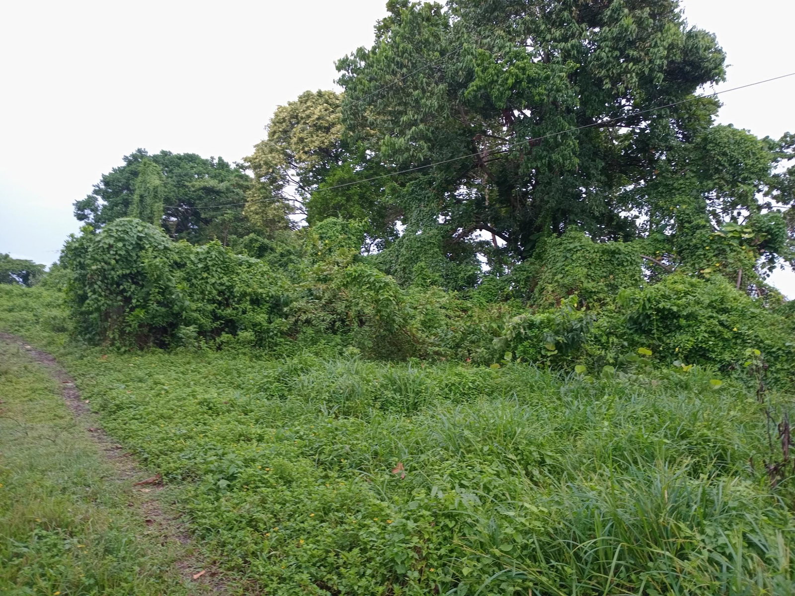 Twentieth image of Snow Hill- Passley Gardens in Passley Garden, Portland, Jamaica - property is For Sale