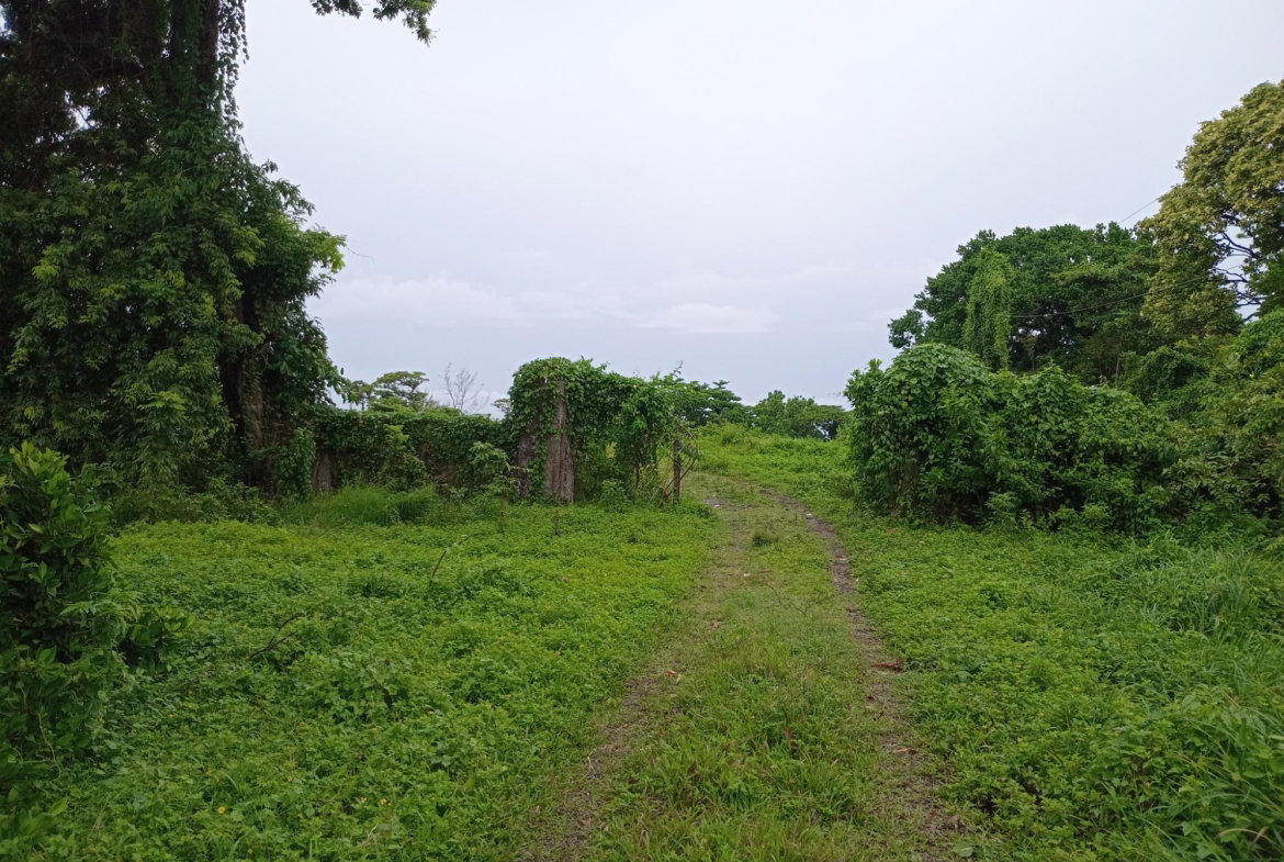 Twenty-First image of Snow Hill- Passley Gardens in Passley Garden, Portland, Jamaica - property is For Sale