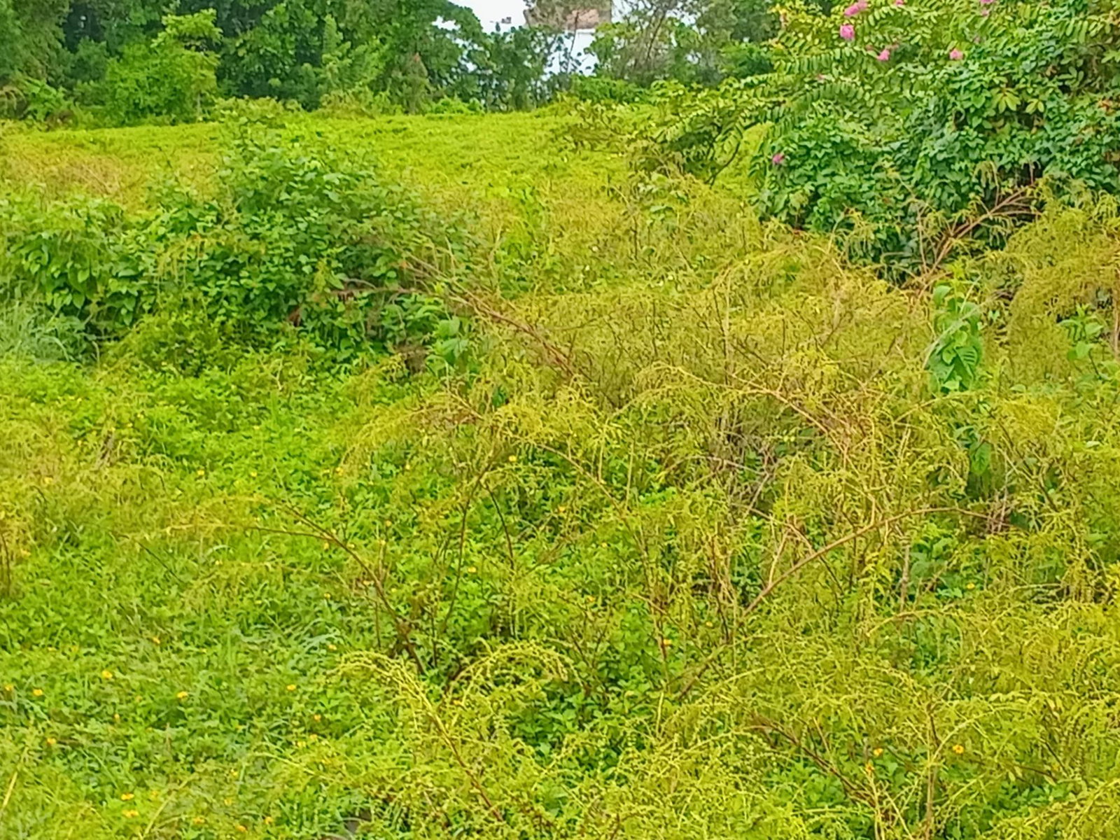 Ninth image of Snow Hill- Passley Gardens in Passley Garden, Portland, Jamaica - property is For Sale