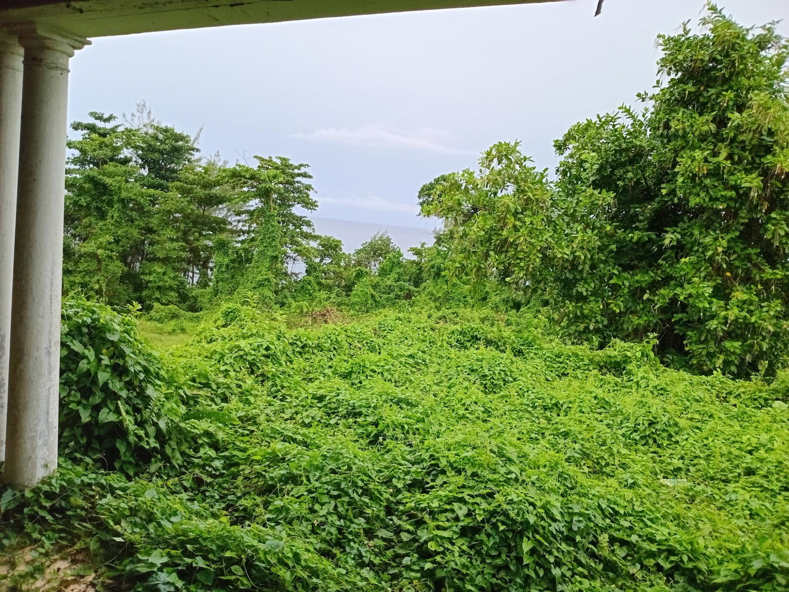 Tenth image of Snow Hill- Passley Gardens in Passley Garden, Portland, Jamaica - property is For Sale