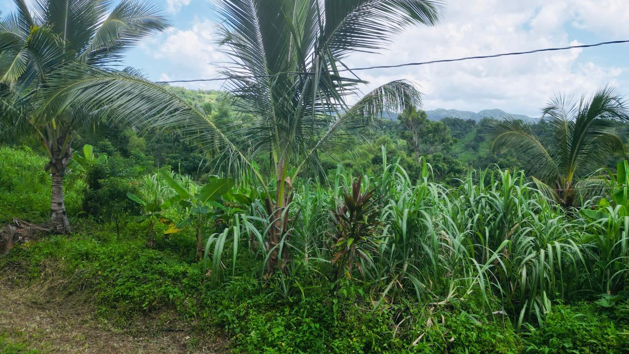 Fourteenth image of Kendal Green Island Han in Green Island, Hanover, Jamaica - property is For Sale