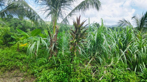 Fifteenth image of Kendal Green Island Han in Green Island, Hanover, Jamaica - property is For Sale
