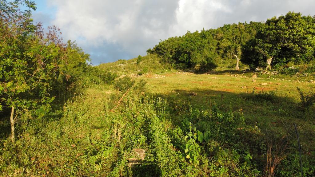Second image of Lincoln, Mount Prospect in Lincoln, Manchester, Jamaica - property is For Sale