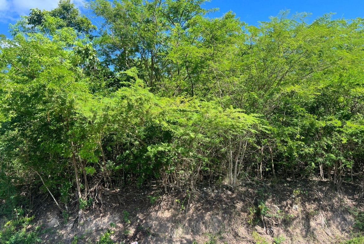 First image of Sevens Plantation in May Pen, Clarendon, Jamaica - property is For Sale