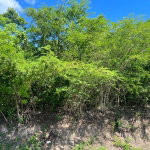 First image of Sevens Plantation in May Pen, Clarendon, Jamaica - property is For Sale