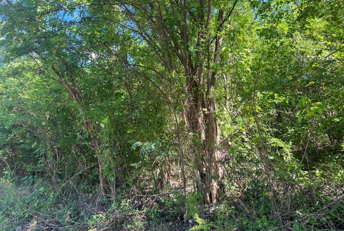 Sixth image of Sevens Plantation in May Pen, Clarendon, Jamaica - property is For Sale