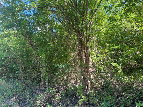 Sixth image of Sevens Plantation in May Pen, Clarendon, Jamaica - property is For Sale
