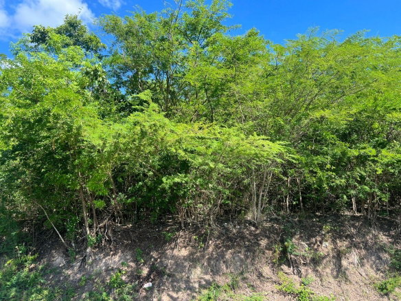 First image of Sevens Plantation in May Pen, Clarendon, Jamaica - property is For Sale