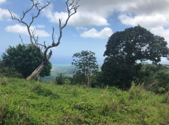Third image of 230- Lilyfield in Bamboo, St. Ann, Jamaica - property is For Sale