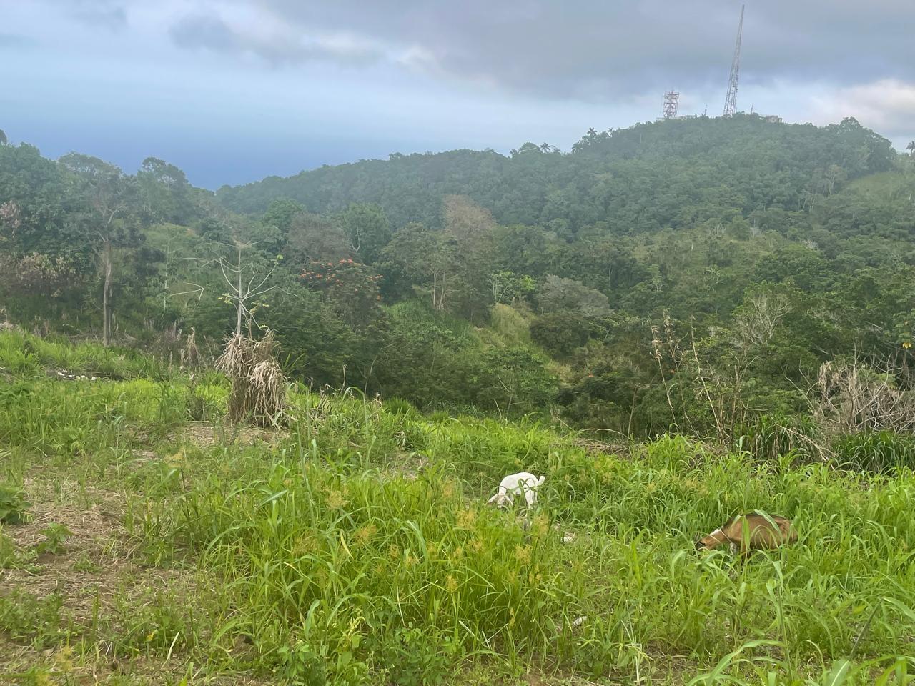 Fourth image of 230- Lilyfield in Bamboo, St. Ann, Jamaica - property is For Sale