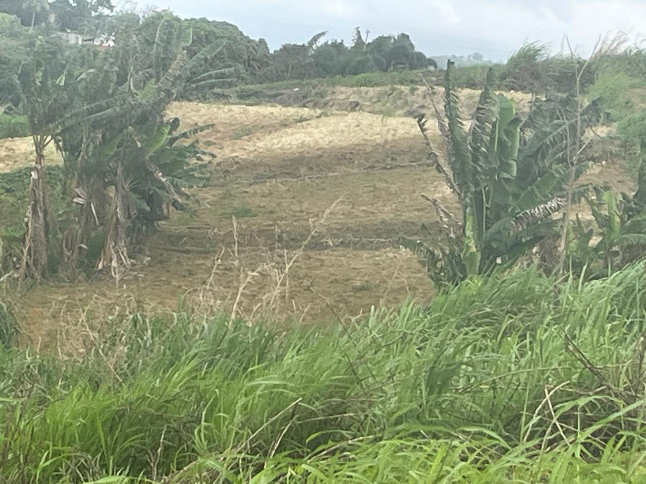 Fifth image of 230- Lilyfield in Bamboo, St. Ann, Jamaica - property is For Sale