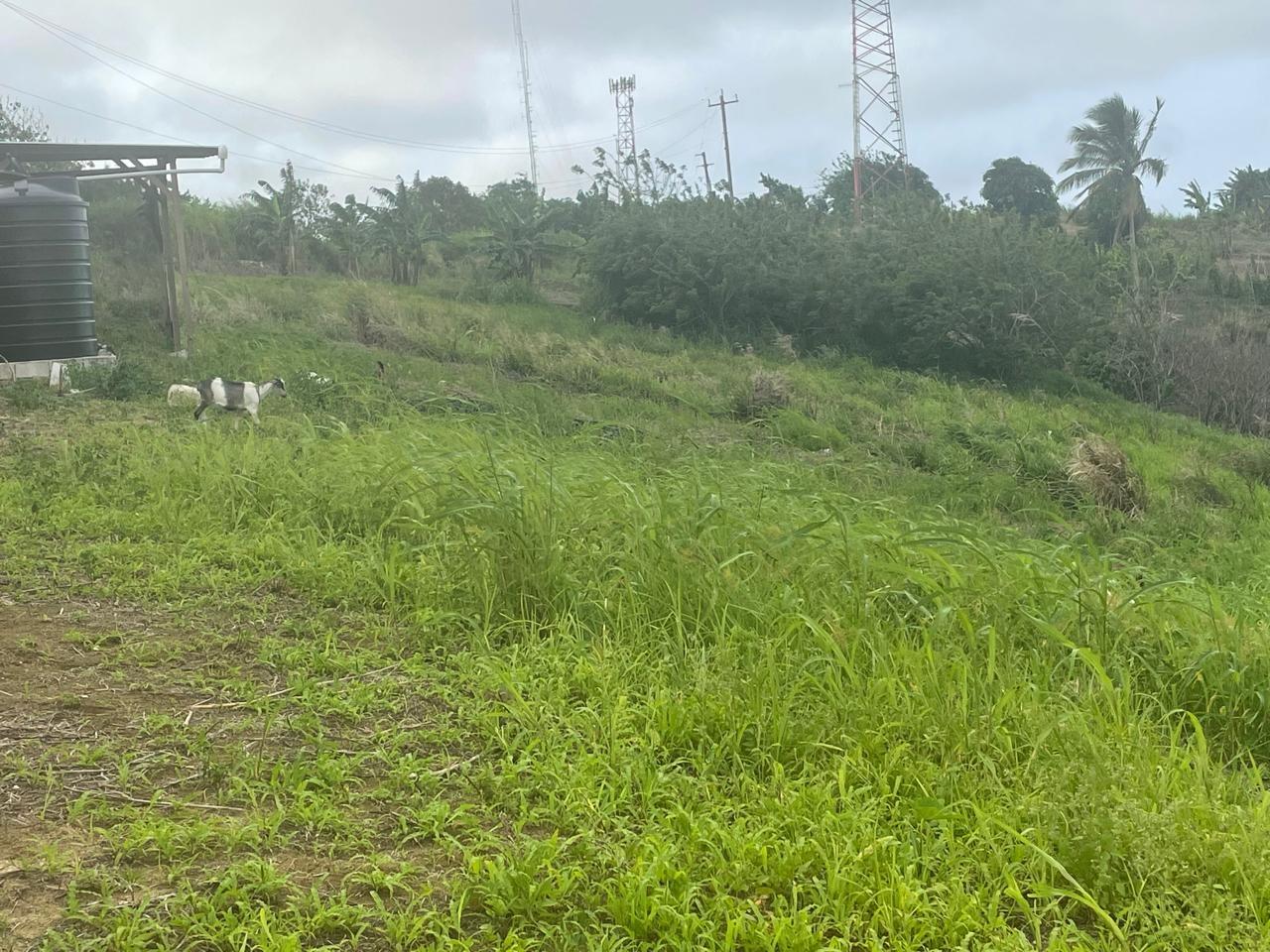 Seventh image of 230- Lilyfield in Bamboo, St. Ann, Jamaica - property is For Sale
