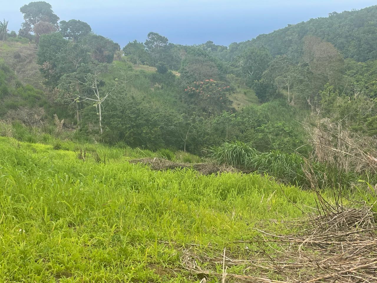 Eighth image of 230- Lilyfield in Bamboo, St. Ann, Jamaica - property is For Sale