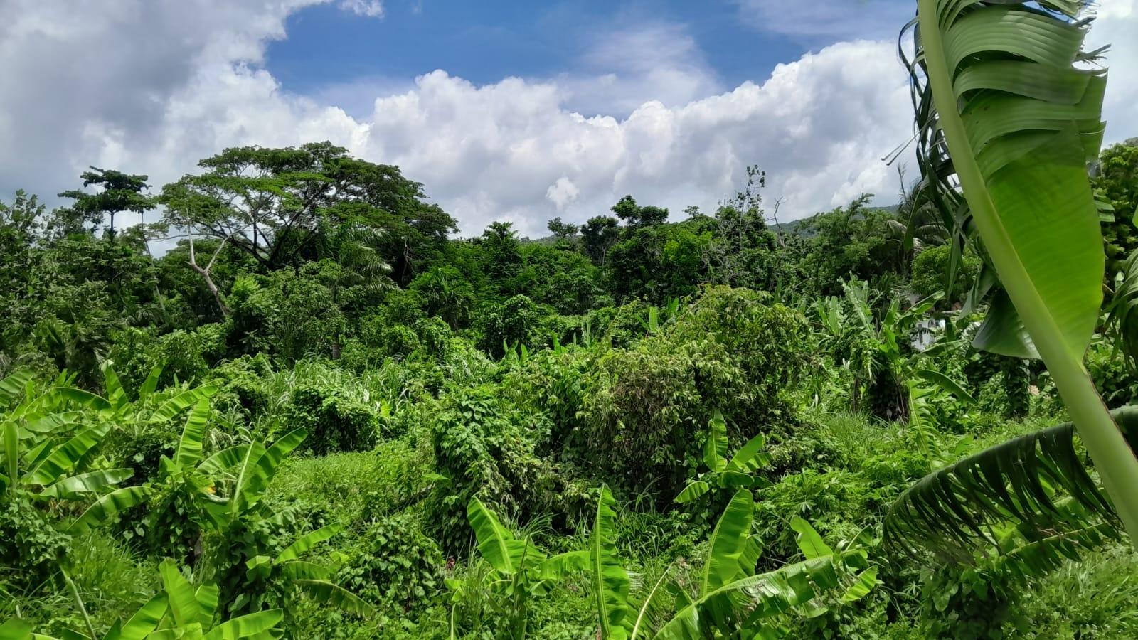 Thirteenth image of Hopewell, Hanover in Hopewell, Hanover, Jamaica - property is For Sale