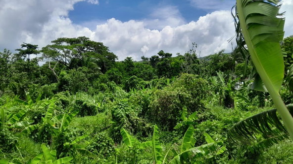 Thirteenth image of Hopewell, Hanover in Hopewell, Hanover, Jamaica - property is For Sale