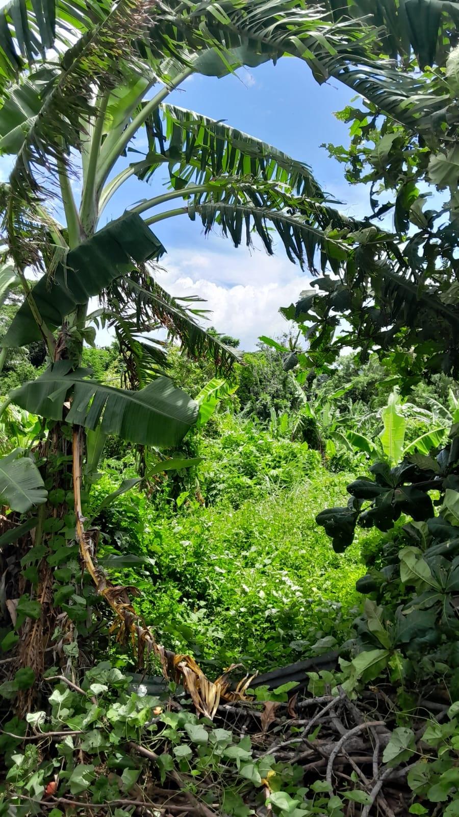 Fourteenth image of Hopewell, Hanover in Hopewell, Hanover, Jamaica - property is For Sale