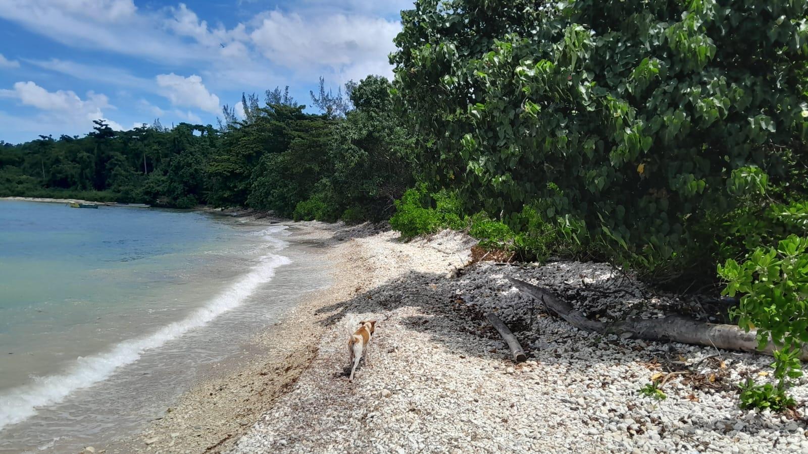 Twentieth image of Hopewell, Hanover in Hopewell, Hanover, Jamaica - property is For Sale